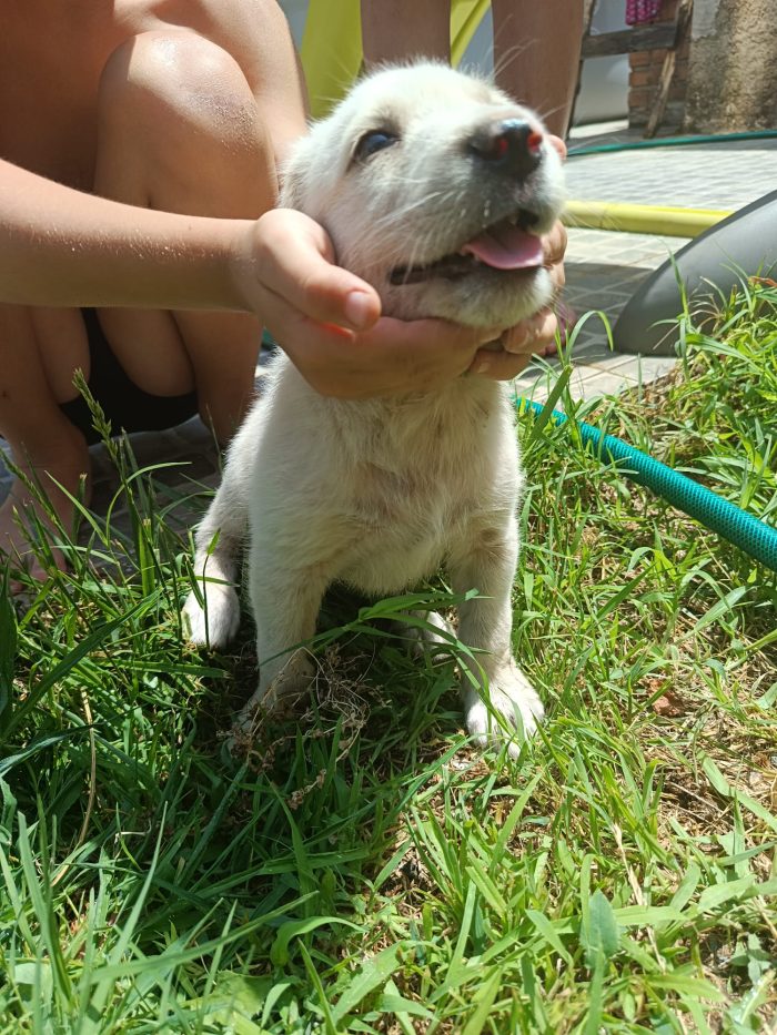 Simba cucciolo simil labrador - media 4