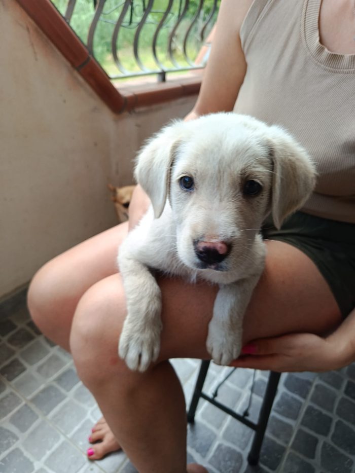 Simba cucciolo simil labrador