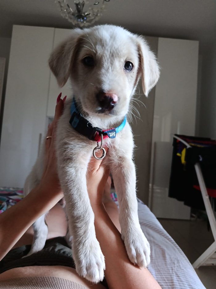 Simba cucciolo simil labrador