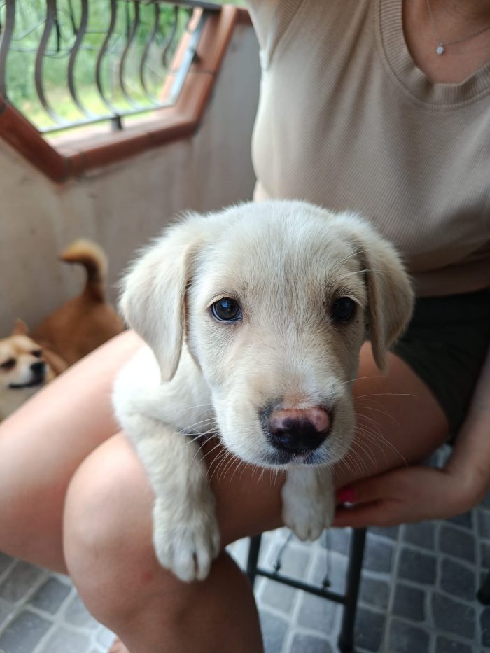 Simba cucciolo simil labrador