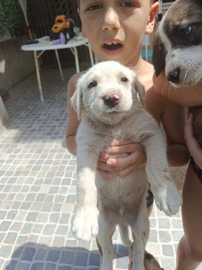 Simba cucciolo simil labrador - media 6