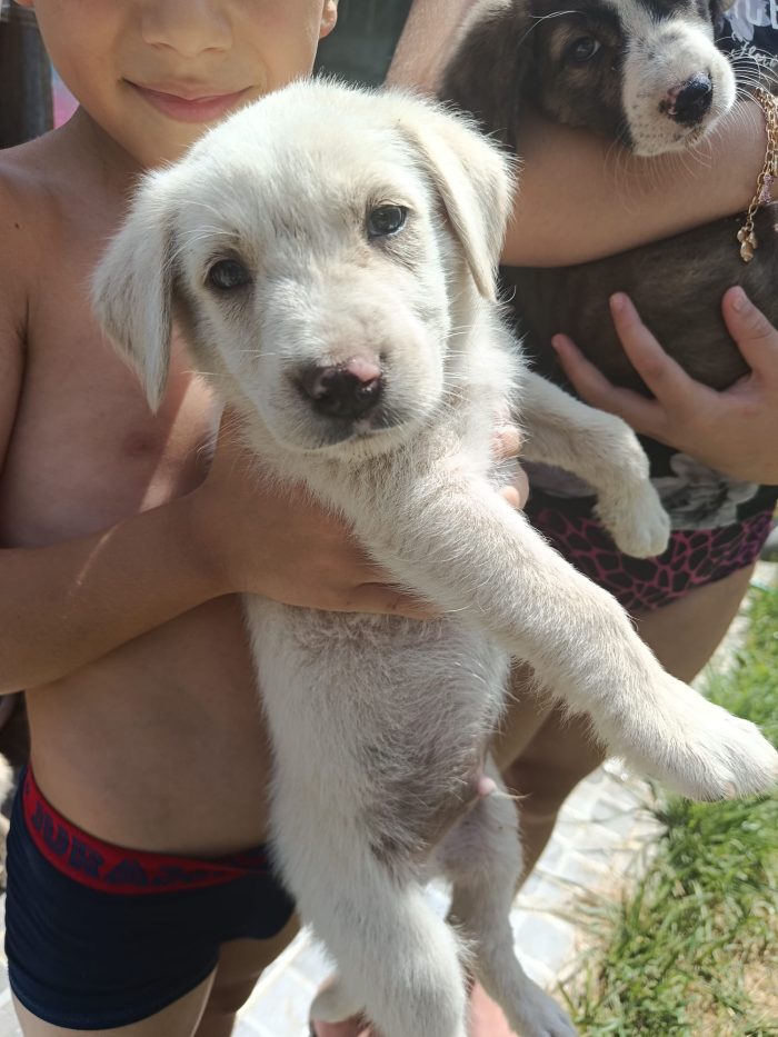 Simba cucciolo simil labrador - media 5