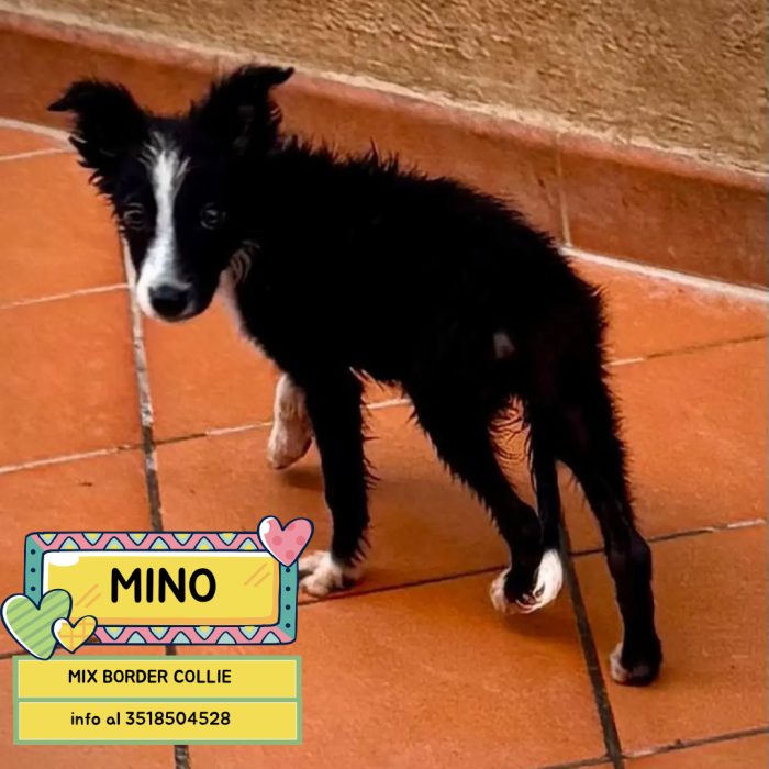 Mino cucciolo mix BORDER COLLIE 55 giorni cerca casa - in adozione