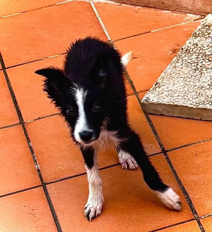 Mino cucciolo mix BORDER COLLIE 55 giorni cerca casa - in adozione