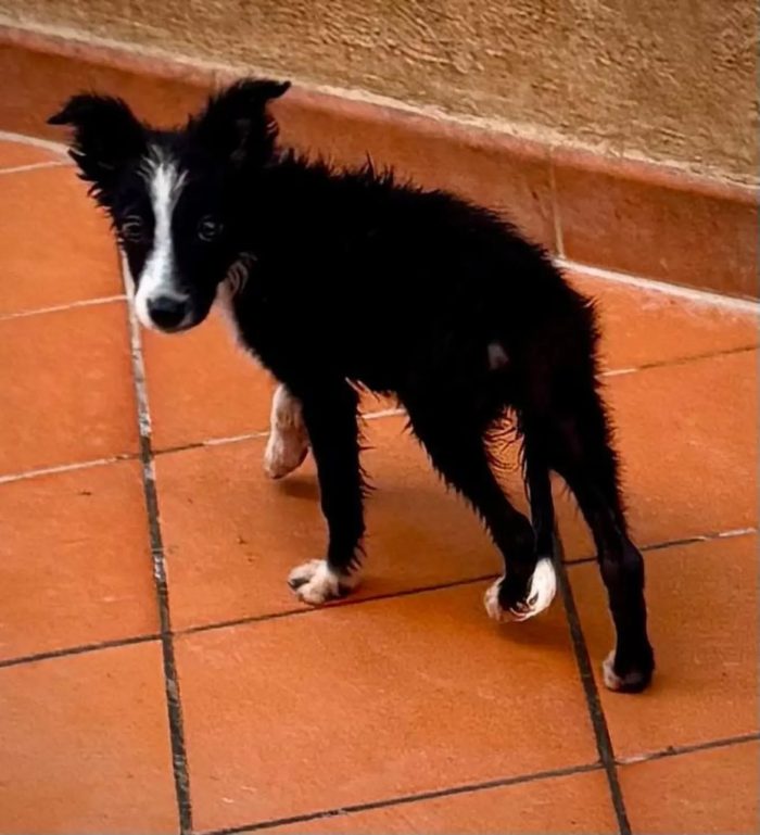 Mino cucciolo mix BORDER COLLIE 55 giorni cerca casa - in adozione