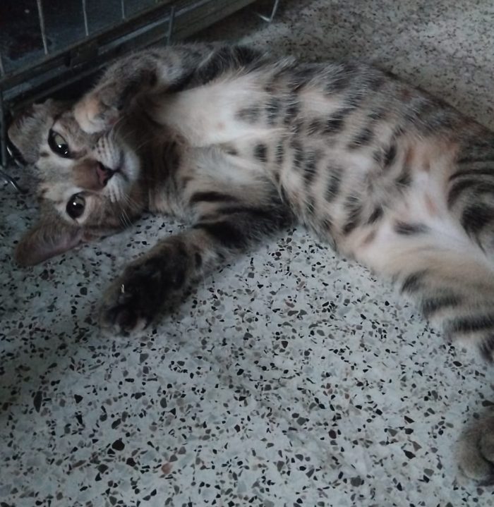 Celestino, micio stupendo in cerca di casa