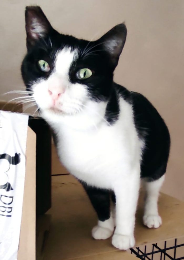Zorro & Francesco, adozione di coppia