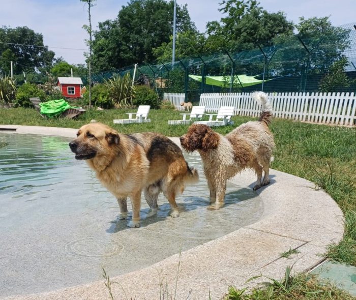 BUBU adozione del cuore per un cane giocoso - media 6
