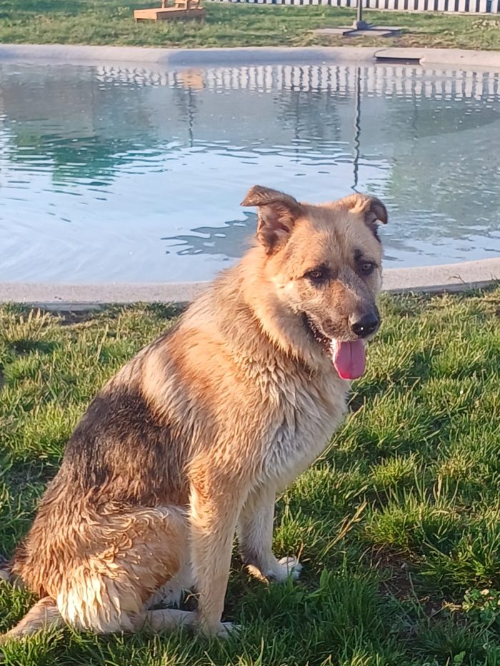 BUBU adozione del cuore per un cane giocoso
