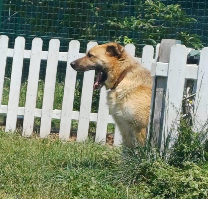 BUBU adozione del cuore per un cane giocoso - media 7