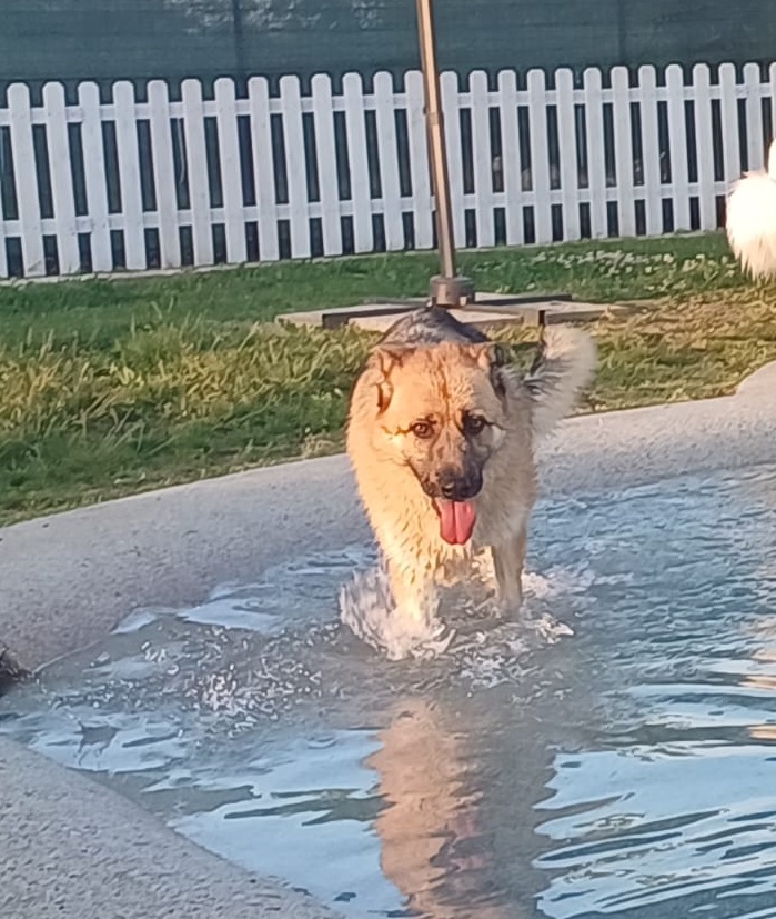 BUBU adozione del cuore per un cane giocoso
