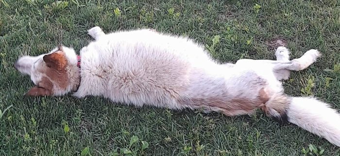 HUSKINA, incrocio collie, adozione del cuore