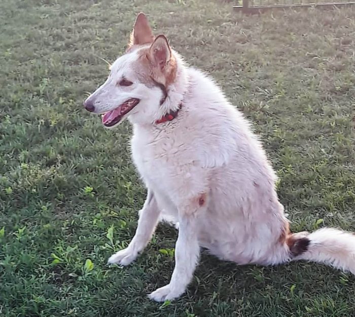 HUSKINA, incrocio collie, adozione del cuore