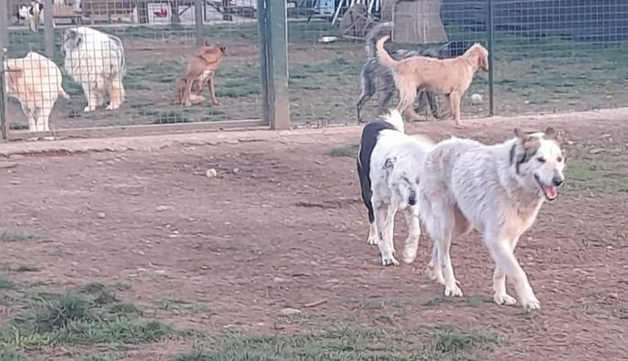 HUSKINA, incrocio collie, adozione del cuore - media 7