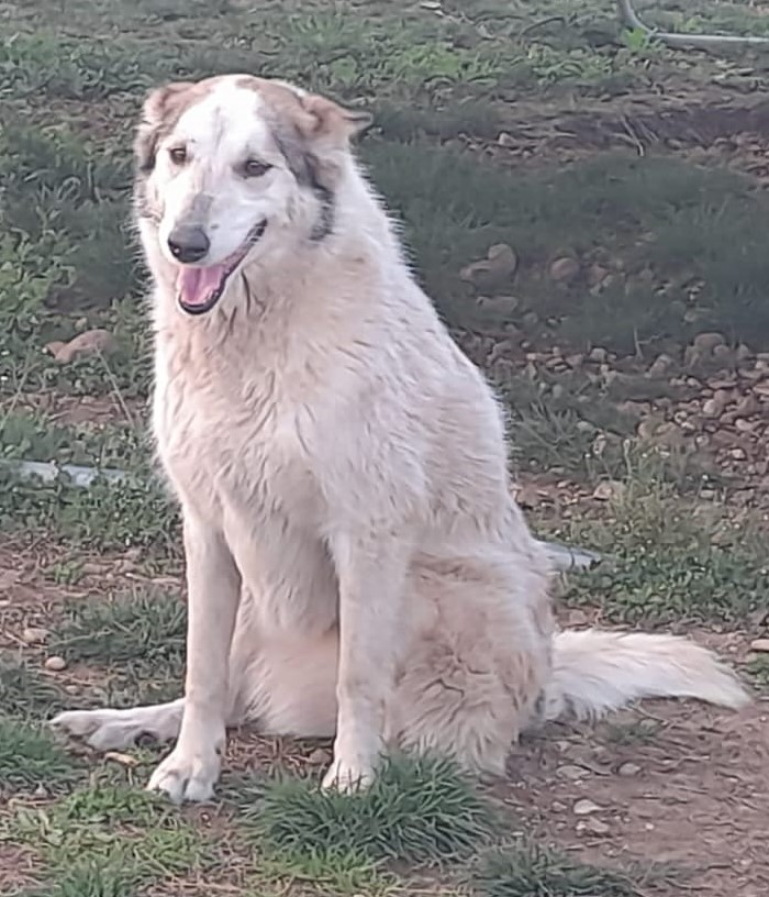 HUSKINA, incrocio collie, adozione del cuore - media 6