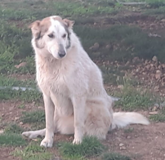 HUSKINA, incrocio collie, adozione del cuore - media 5