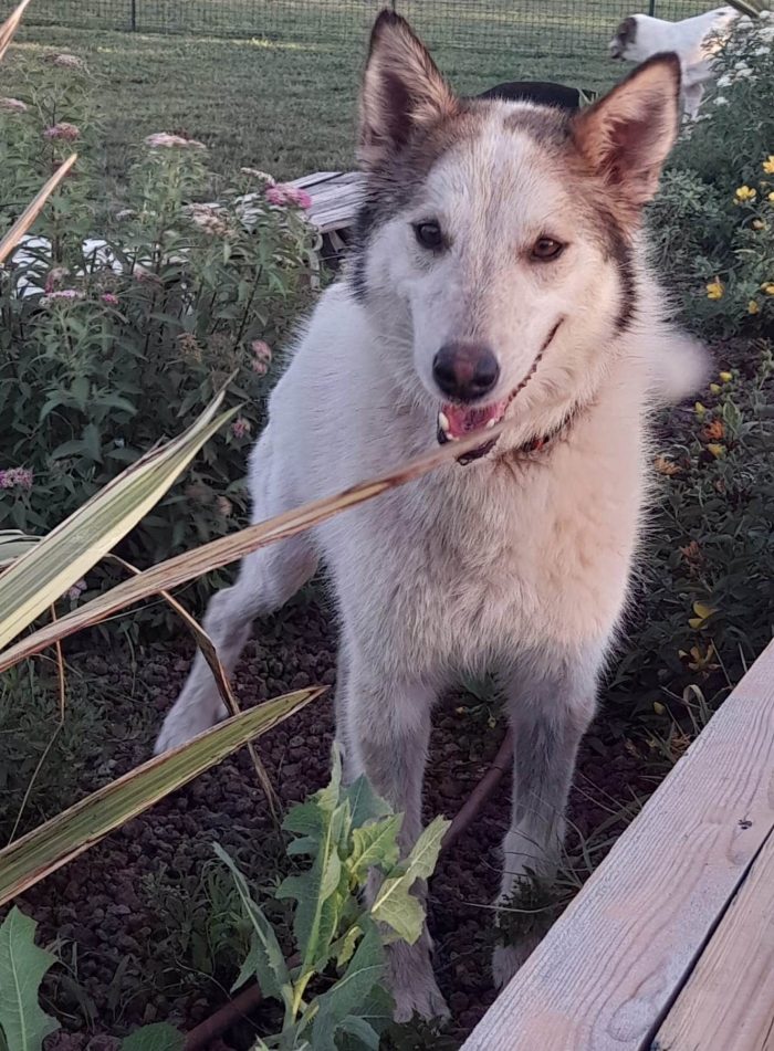 HUSKINA, incrocio collie, adozione del cuore