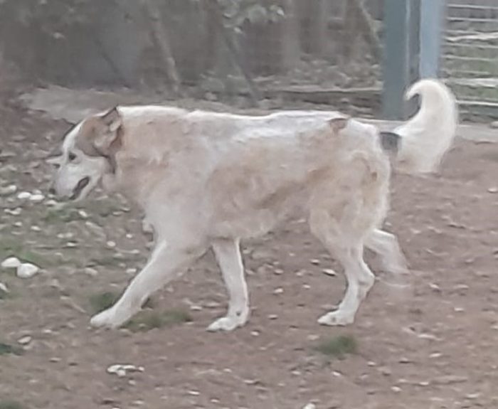 HUSKINA, incrocio collie, adozione del cuore - media 8