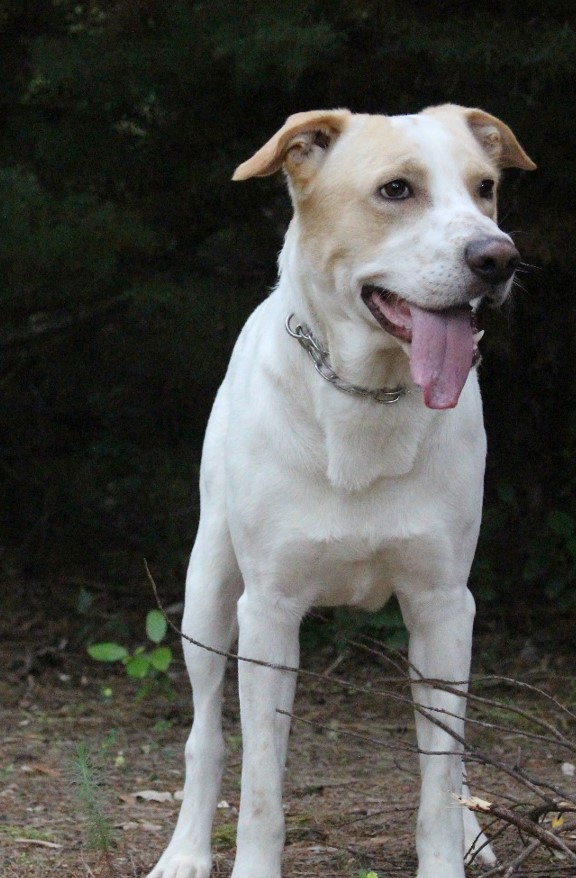 Toby cane un po’ timoroso, adozione responsabile