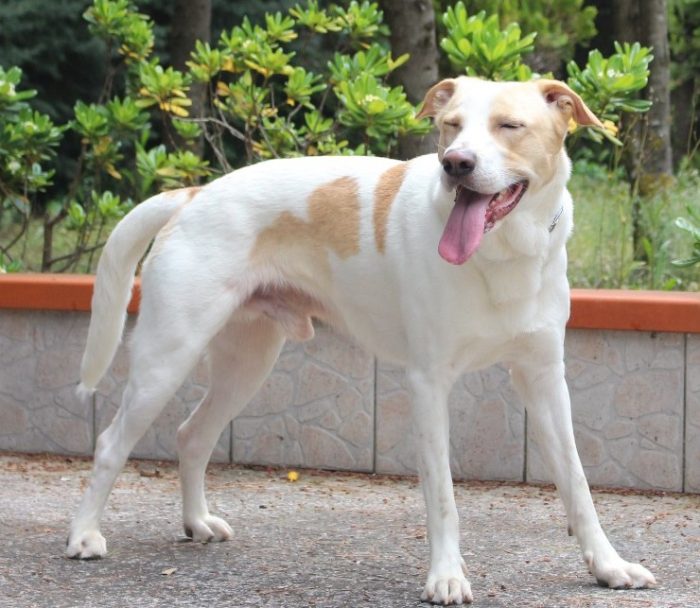Toby cane un po’ timoroso, adozione responsabile
