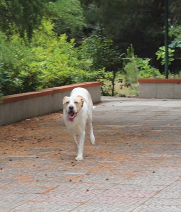 Toby cane un po’ timoroso, adozione responsabile