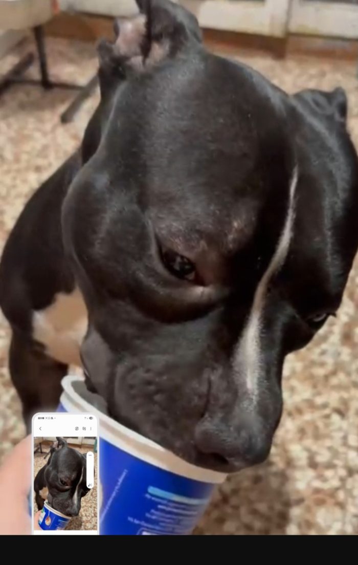American bully 3anni dal divano al box ( rifugio) TORINO