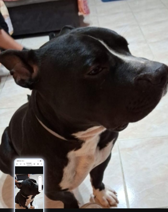 American bully 3anni dal divano al box ( rifugio) TORINO
