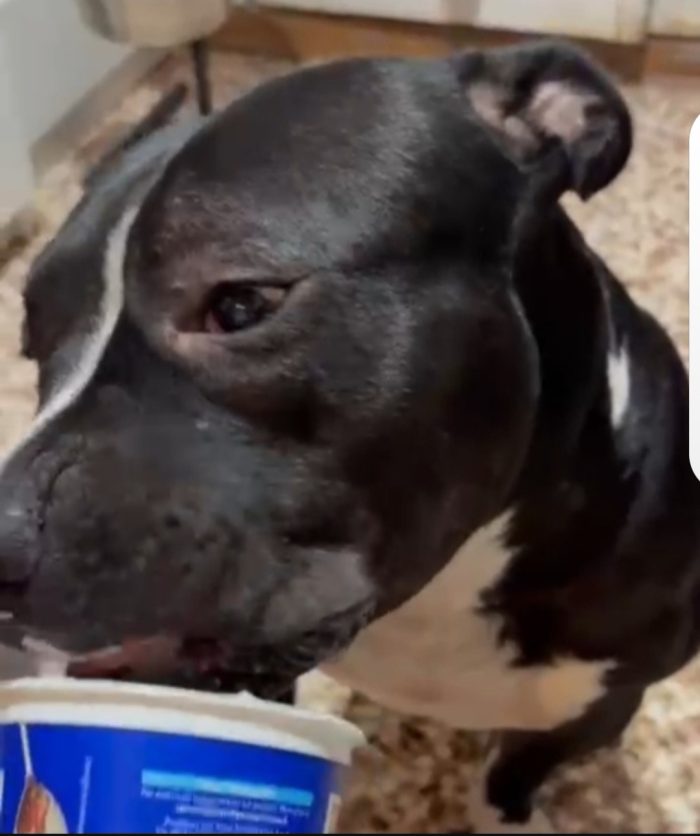 American bully 3anni dal divano al box ( rifugio) TORINO