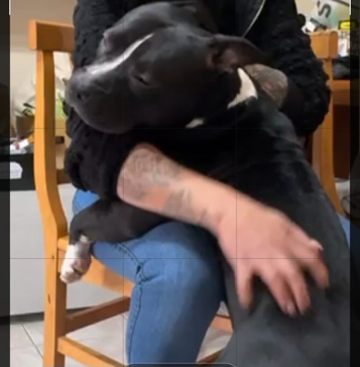 American bully 3anni dal divano al box ( rifugio) TORINO - media 5