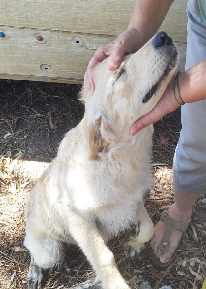 Mix Retriever tg contenuta 6mesi VIVE DA 1PASTORE CHE NN LA VUOLE,LE DA'PANE SECCO! URGENTE CAGLIARI