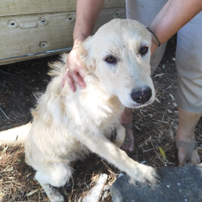 Mix Retriever tg contenuta 6mesi VIVE DA 1PASTORE CHE NN LA VUOLE,LE DA'PANE SECCO! URGENTE CAGLIARI
