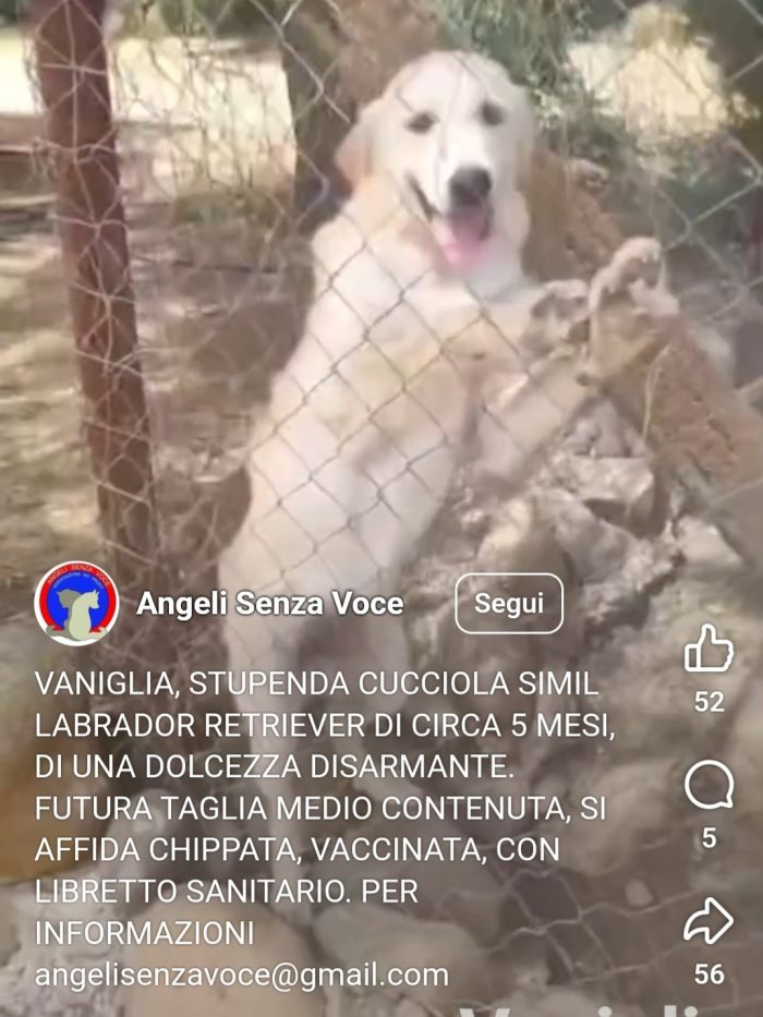 Mix Retriever tg contenuta 6mesi VIVE DA 1PASTORE CHE NN LA VUOLE,LE DA'PANE SECCO! URGENTE CAGLIARI - media 4