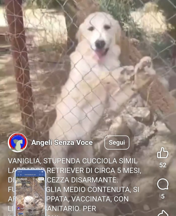 Mix Retriever tg contenuta 6mesi VIVE DA 1PASTORE CHE NN LA VUOLE,LE DA'PANE SECCO! URGENTE CAGLIARI - media 6