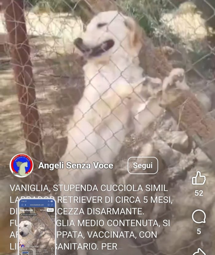 Mix Retriever tg contenuta 6mesi VIVE DA 1PASTORE CHE NN LA VUOLE,LE DA'PANE SECCO! URGENTE CAGLIARI - media 5