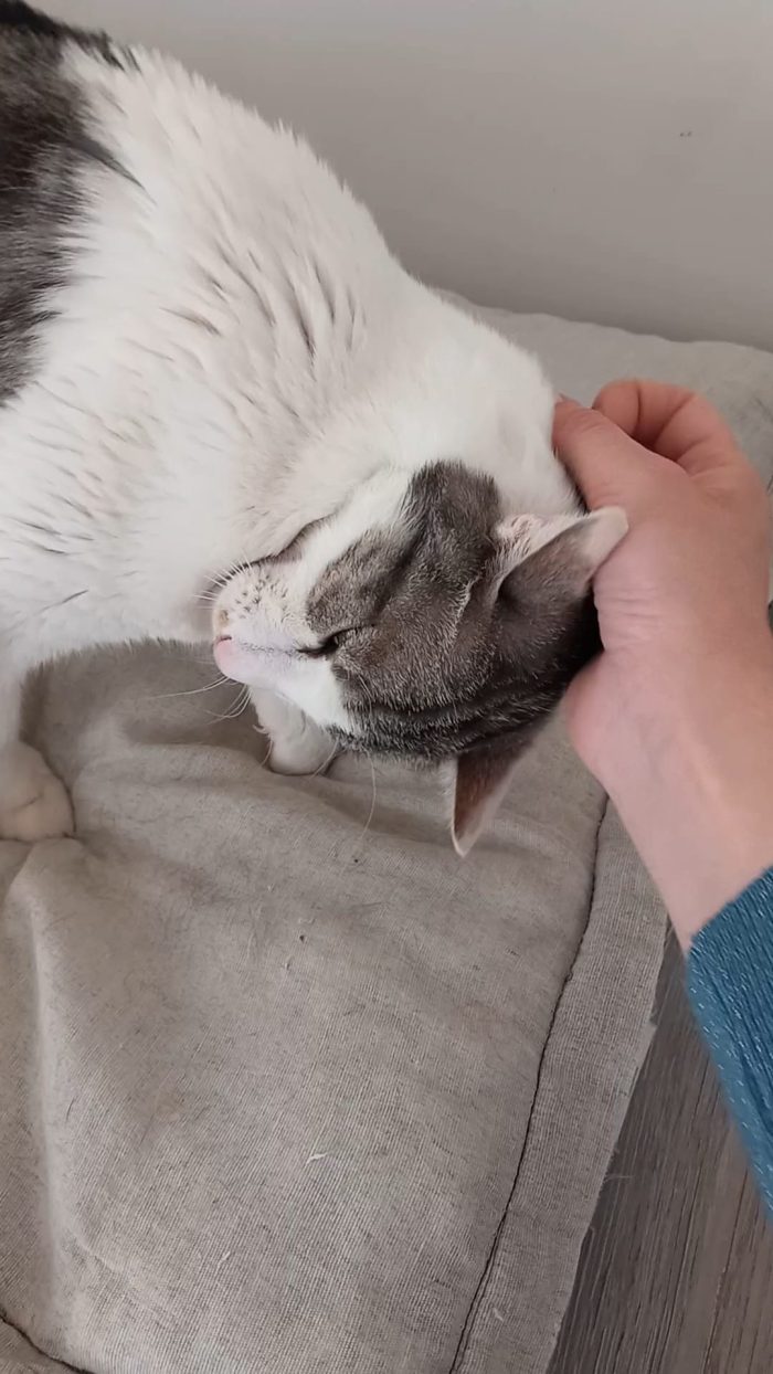 Miele, adorabile gatto da adottare!