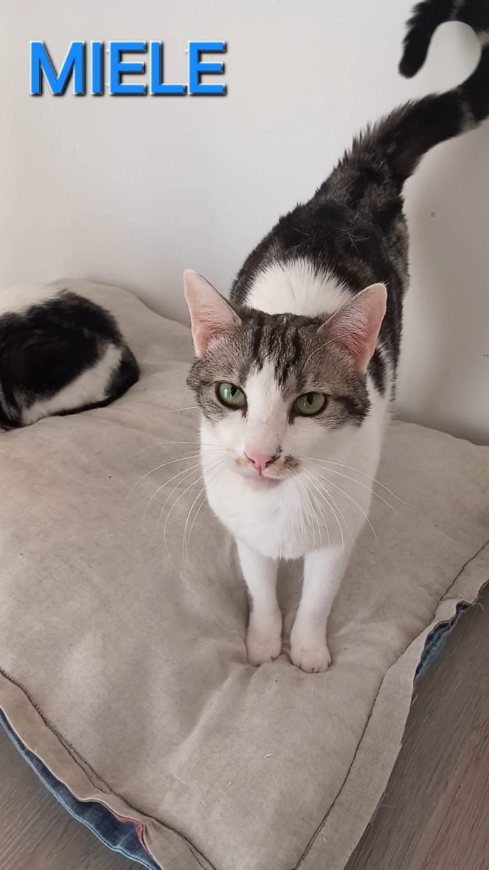Miele, adorabile gatto da adottare!