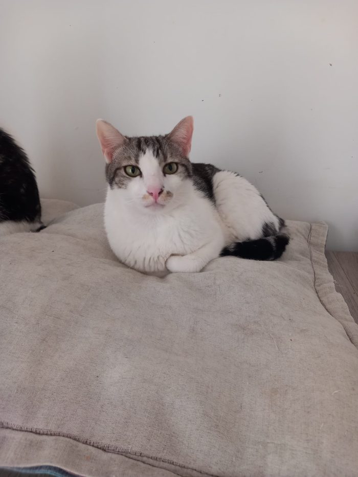 Miele, adorabile gatto da adottare!