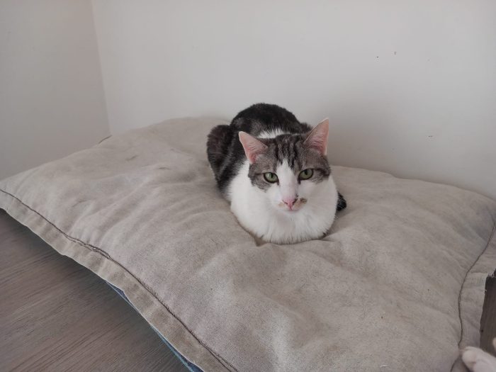 Miele, adorabile gatto da adottare! - media 5