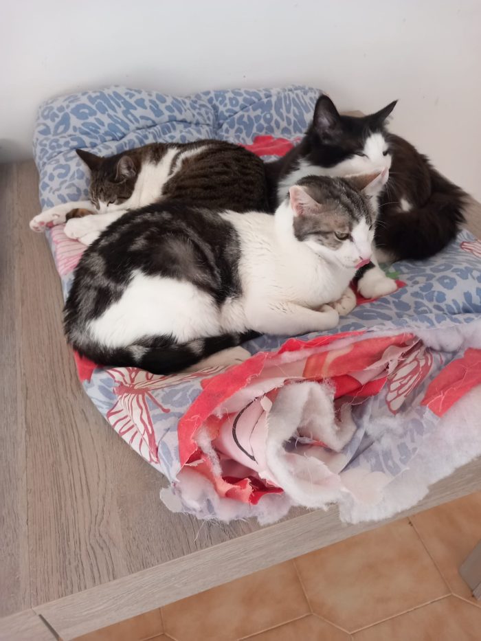 Miele, adorabile gatto da adottare! - media 4