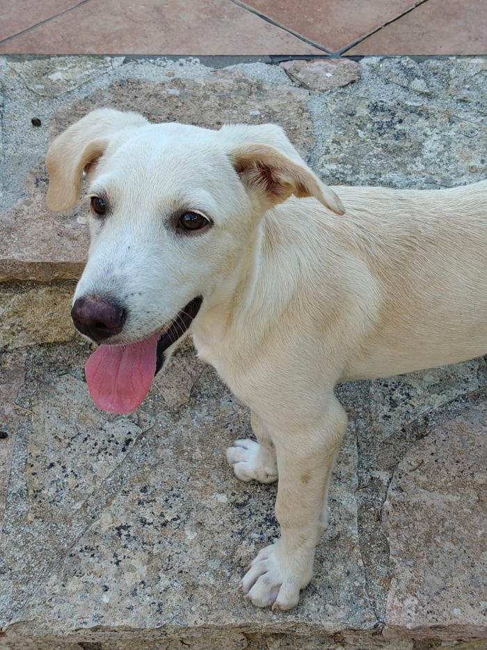 Leo cucciolo di 4 mesi