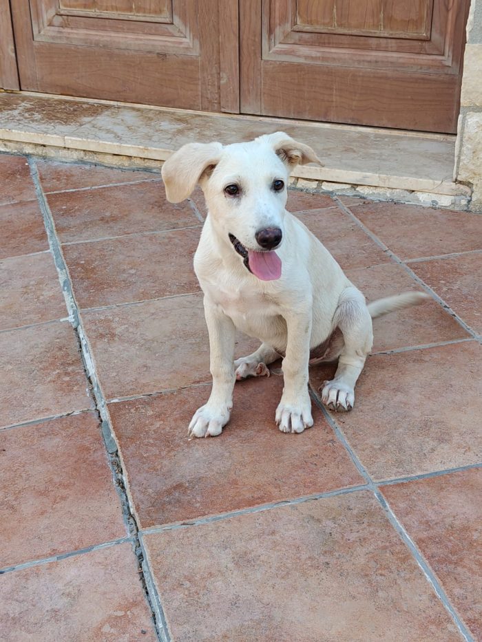 Leo cucciolo di 4 mesi