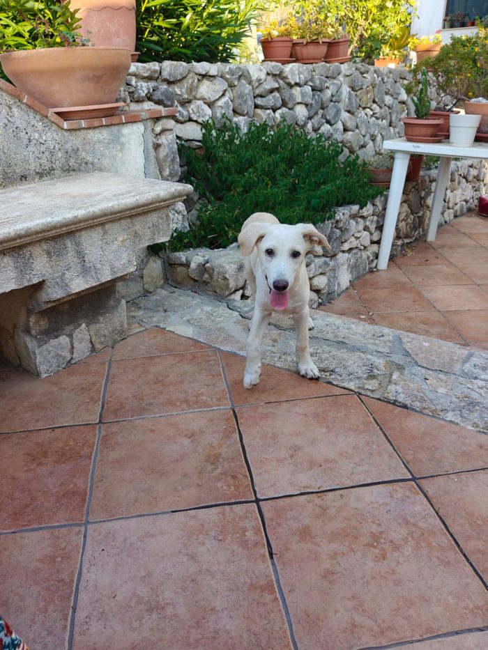 Leo cucciolo di 4 mesi