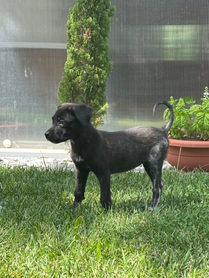 CUCCIOLA CERCA STALLO O ADOZIONE 💕ZEILA💕 - media 4