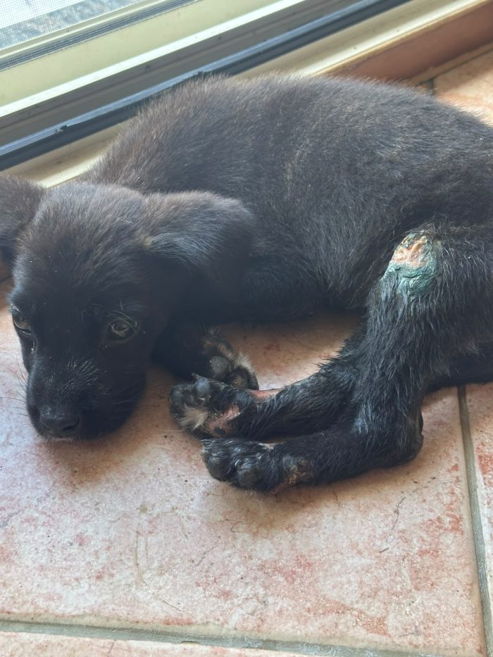 CUCCIOLA CERCA STALLO O ADOZIONE 💕ZEILA💕