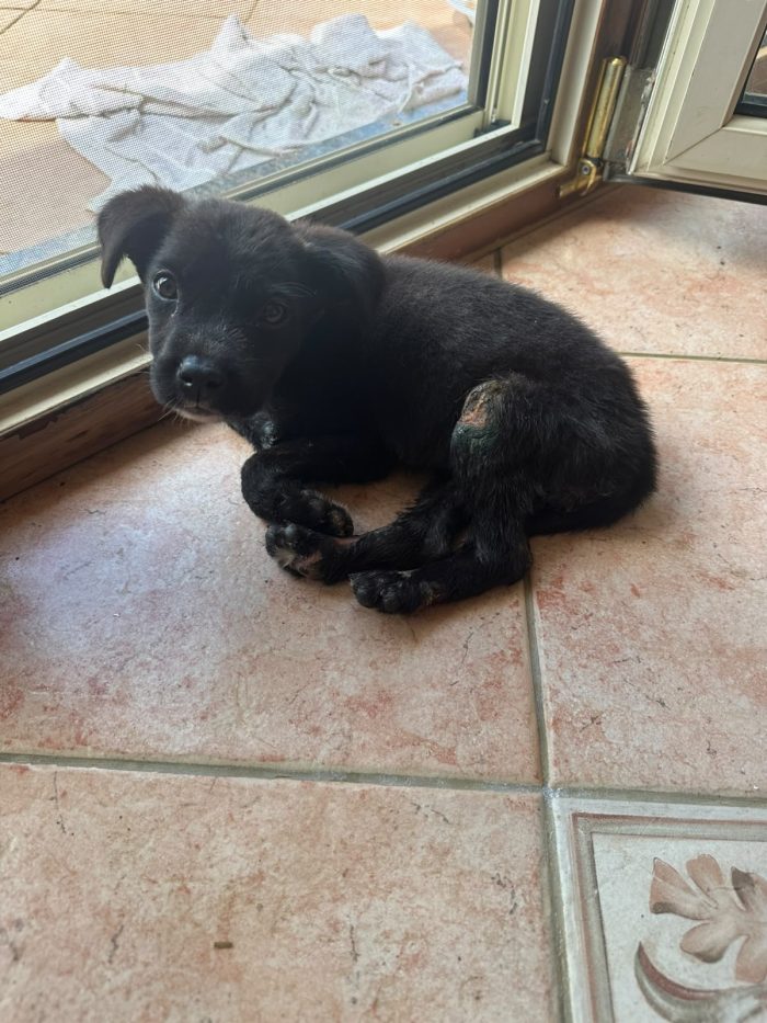CUCCIOLA CERCA STALLO O ADOZIONE 💕ZEILA💕 - media 7