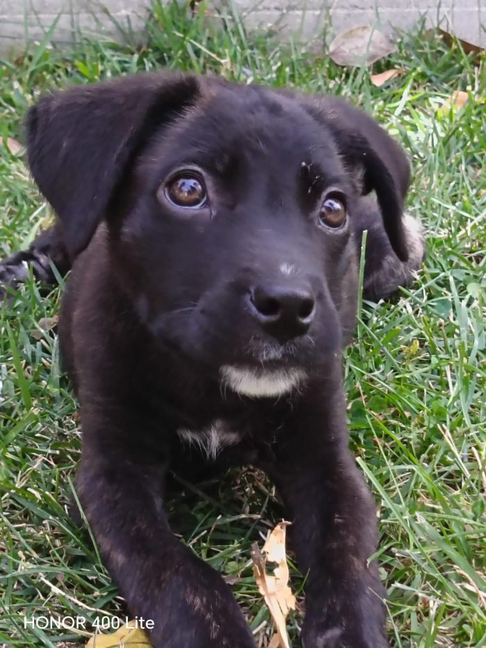 CUCCIOLA CERCA STALLO O ADOZIONE 💕ZEILA💕 - media 8