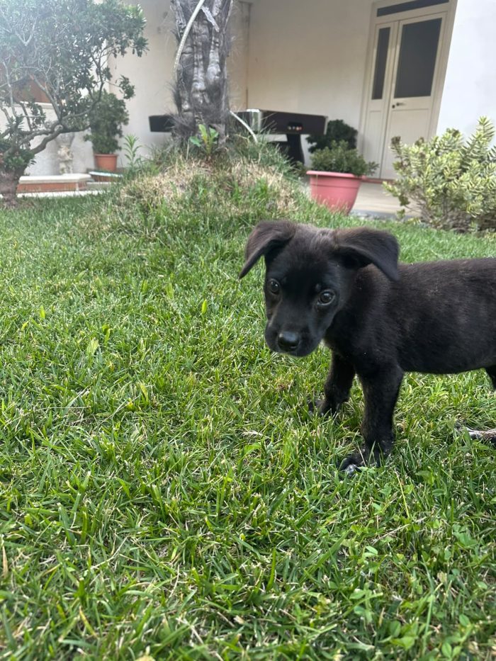 CUCCIOLA CERCA STALLO O ADOZIONE 💕ZEILA💕 - media 6