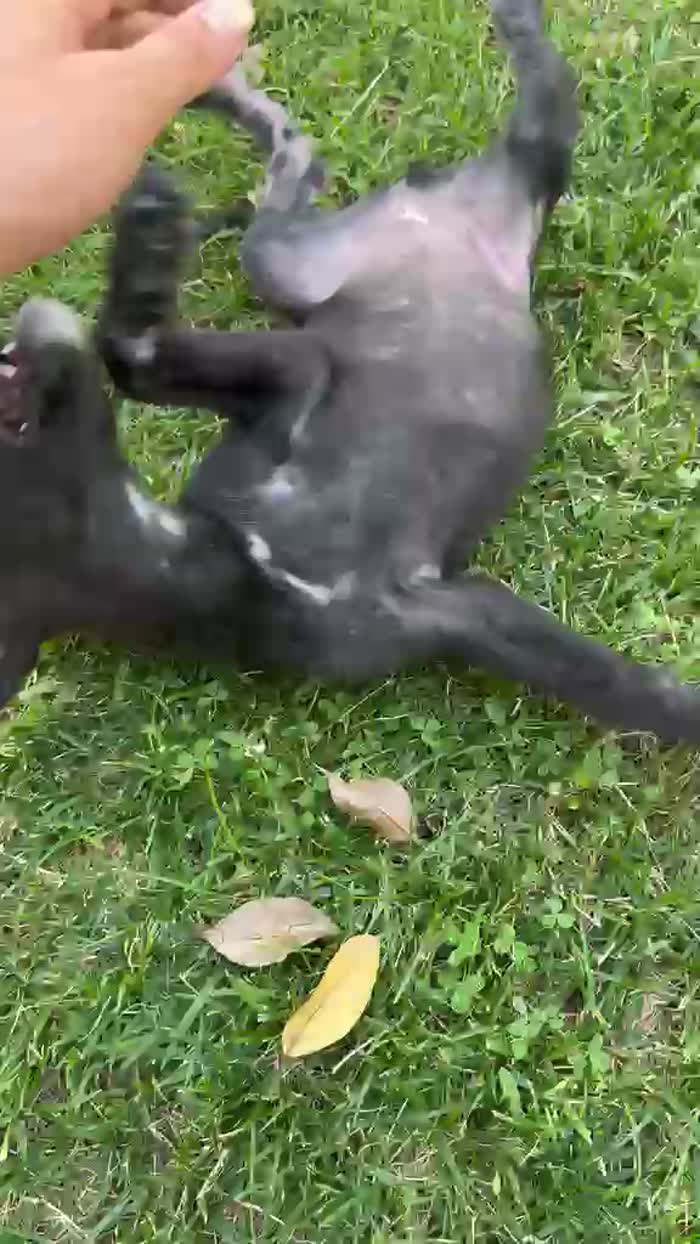 CUCCIOLA CERCA STALLO O ADOZIONE 💕ZEILA💕 - media 9
