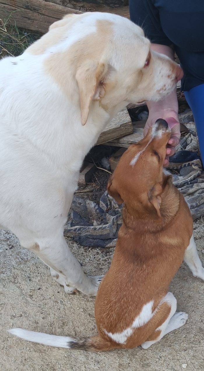 Meraviglioso cucciolo