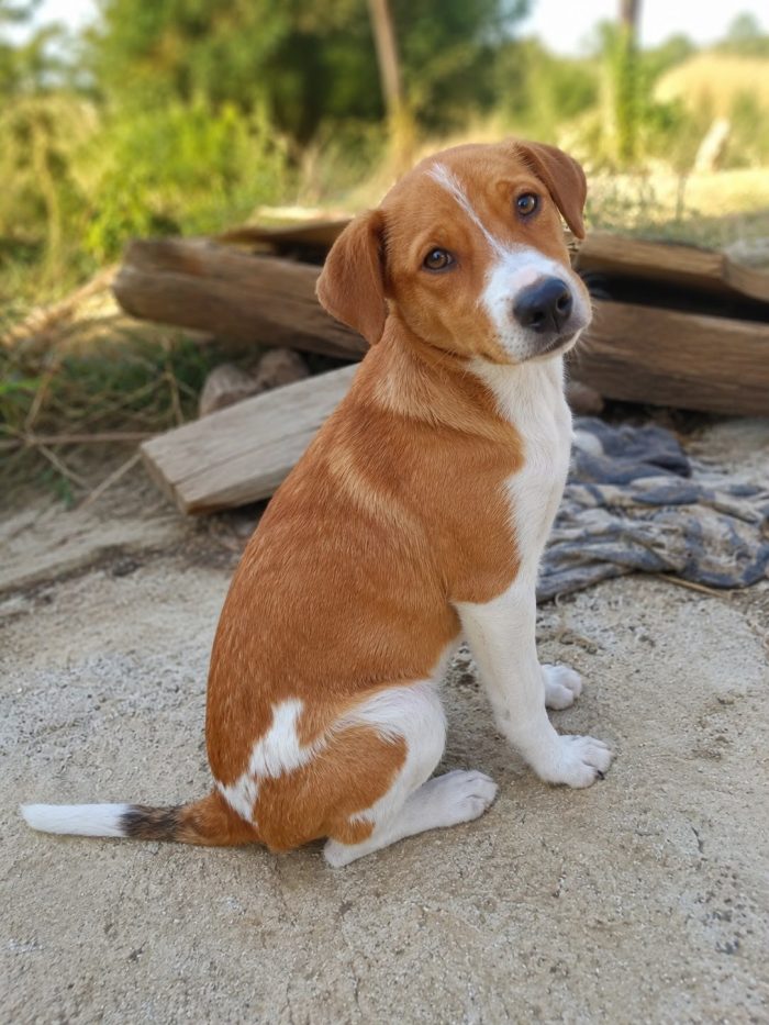 Meraviglioso cucciolo